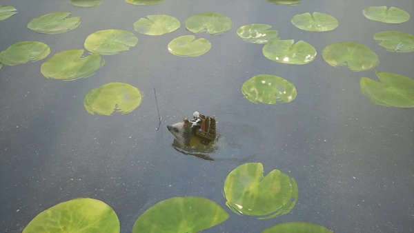 Bramble The Mountian King (PS5)