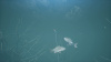 Bassmaster Fishing 2022 Deluxe Edition (Ps4)